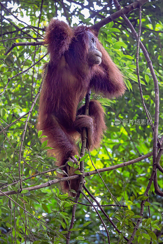 雌性苏门答腊猩猩，Pongo abelii在丛林的一棵树上考虑她的下一步行动